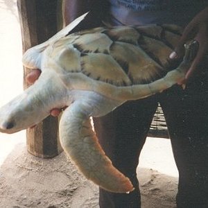 tortuga amelanesica.jpg