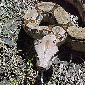 Boa c. juvenil aplex3.JPG