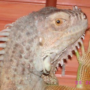 iguana detalle cabeza.JPG