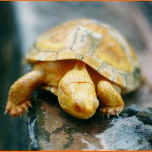 tortuga pintada albina.jpg