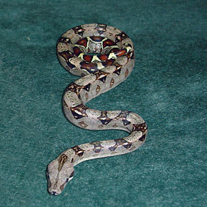 boa-constrictor.jpg