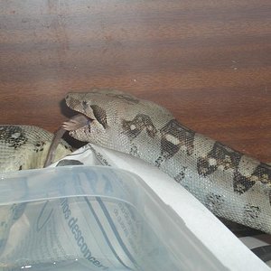 boa, el  tercer maxiadulto.JPG