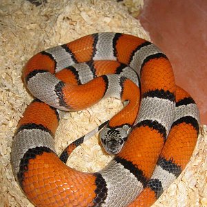 L. alterna blair hembra.jpg