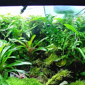 terrario maduro 1.JPG