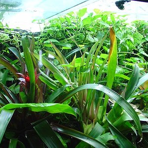 terrario maduro 2.JPG