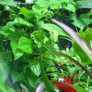 terrario maduro 3.JPG