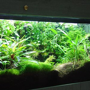 terrario maduro 4JPG.JPG