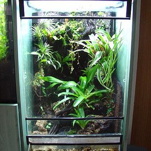 vivario pumilio.JPG