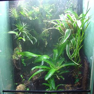 vivario pumilio.JPG 1.JPG