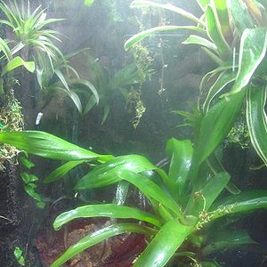 vivario pumilio.JPG 2.JPG