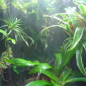 vivario pumilio.JPG 3JPG.JPG