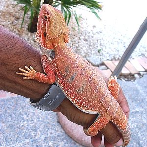 pogona blood-3.jpg