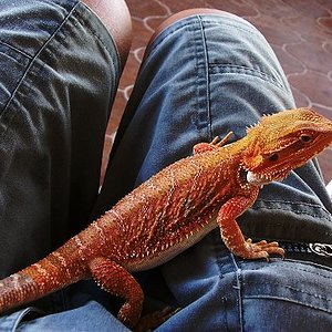 pogona blood-1.jpg