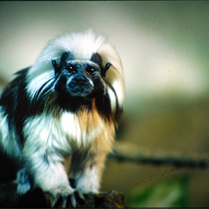 Tamarino algodonoso 01.jpg