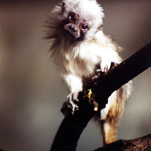 Tamarino algodonoso 02.jpg