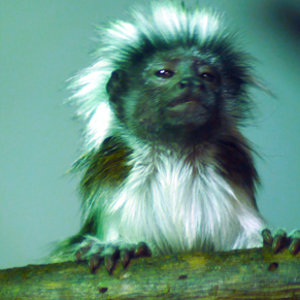 Tamarino algodonoso 03.jpg