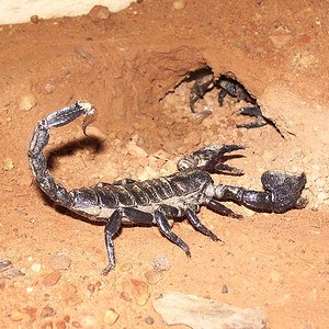 pandinus imperator.JPG