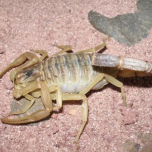 leiurus quinquestriatus.JPG