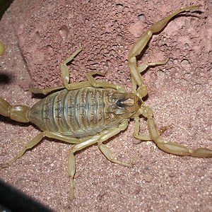 leiurus quinquestriatus 2.JPG