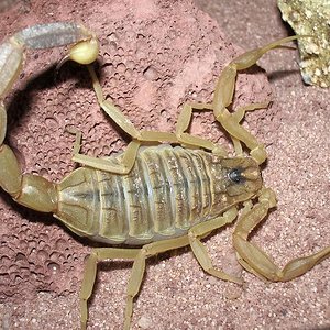 leiurus quinquestriatus 3.JPG