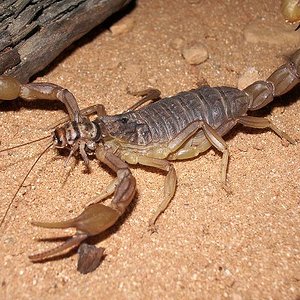 buthus occitanus.JPG