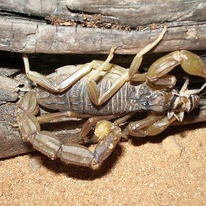 buthus occitanus 2.JPG