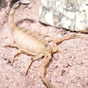 androctonus australis.JPG