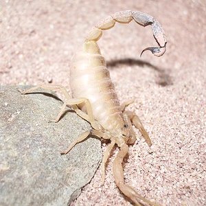 androctonus australis 2.JPG