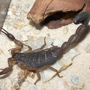 centruroides margaritatus.JPG