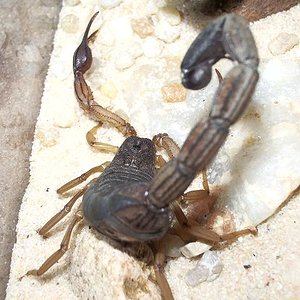 centruroides margaritatus 2.JPG