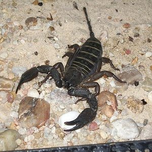 hadogenes paucidens.JPG