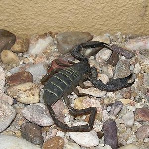 hadogenes paucidens 2.JPG