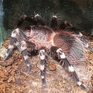 acanthoscurria geniculata.JPG