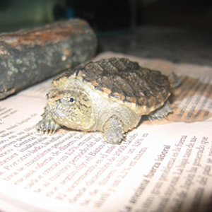 Chelydra serpentina.jpg