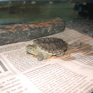 Chelydra serpentina 2.jpg