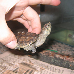 Chelydra serpentina 3.jpg