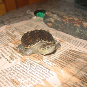 Chelydra serpentina 4.jpg