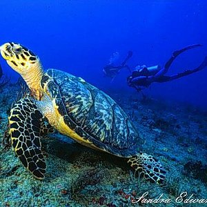 hawksbill.jpg