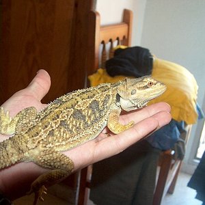 iara 002_637x480.jpg