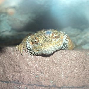 iara 004_637x480.jpg