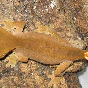 cilatus b,fauna.jpg