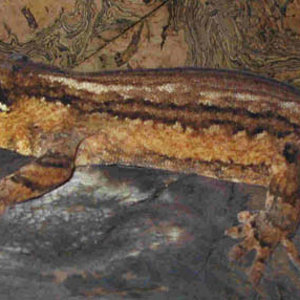 auristripe fauna.jpg