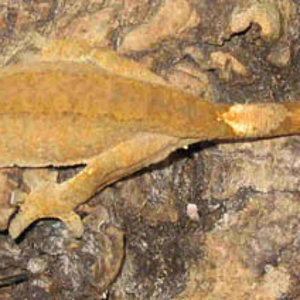 ciliatus 2 fauna.jpg