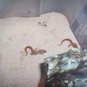 saurodactylus fauna.jpg