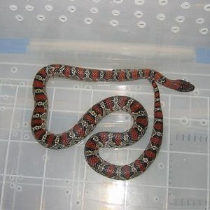 lampropeltis mexicana.jpg