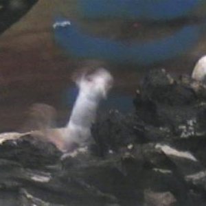 cerastes vs  raton 001.jpg