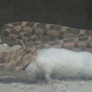 cerastes vs  raton 005.jpg