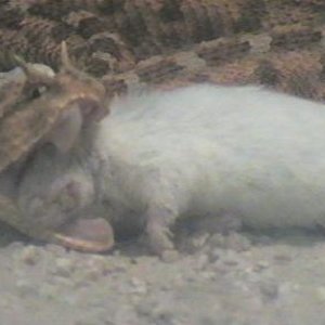 cerastes vs  raton 006.jpg