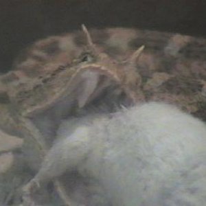 cerastes vs  raton 009.jpg