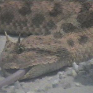 cerastes vs  raton 016.jpg